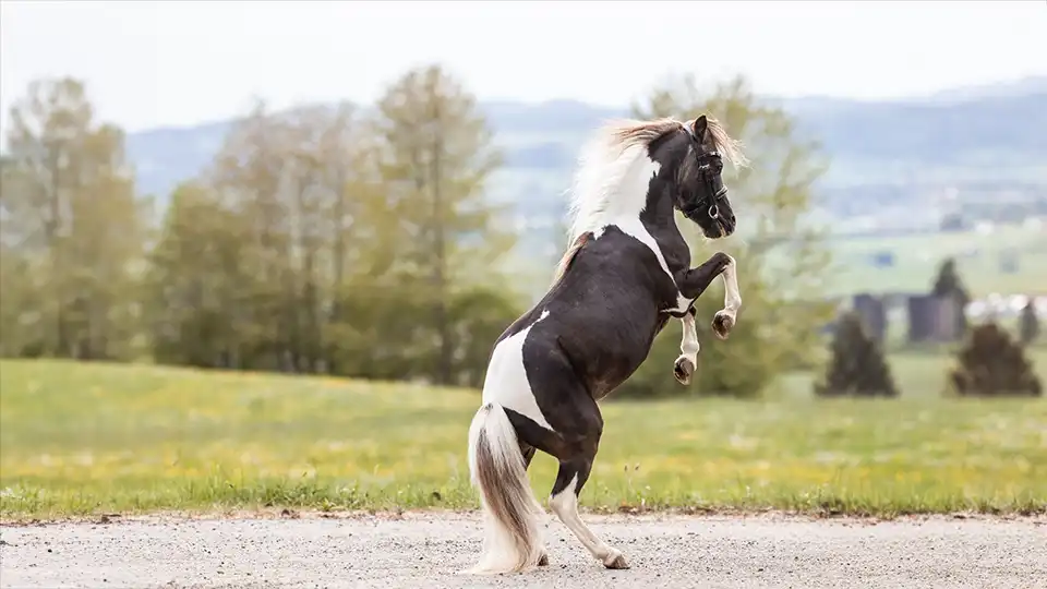 Steigender, schwarz-weißer Scheck-Ponyhengst mit heller Mähne vor der malerischen Allgäuer Landschaft.